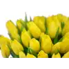 Kytice  tulipánů
